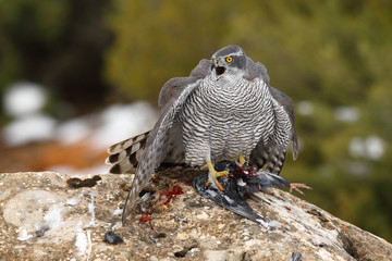 Goshawk into the snow