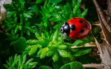 Abstract nature background of grass and ladybug 
