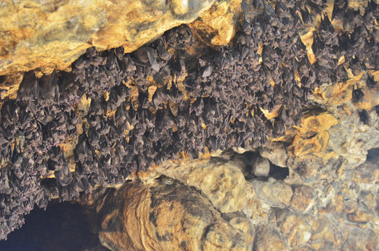 bats in the hindu temple cave, Bali, Indonesia