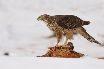 Goshawk into the snow