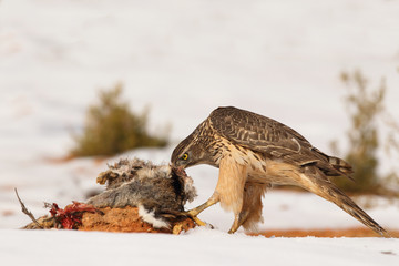 Goshawk into the snow