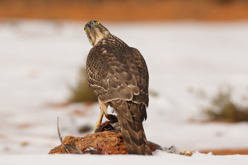 Goshawk into the snow