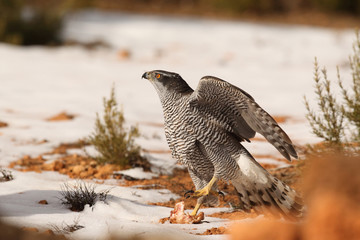 Northern goshawk into the snow