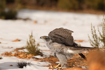 Goshawk into the snow
