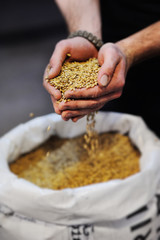 grain malt in male hands