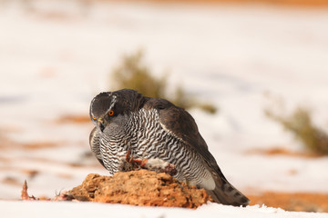 Goshawk into the snow