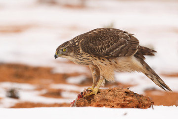 Goshawk into the snow