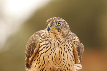 Goshawk into the snow