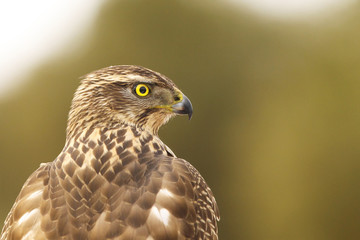 Goshawk into the snow