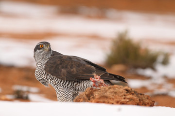 Goshawk into the snow