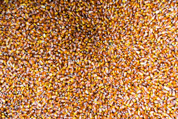 golden corn grains background
