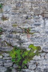 Fragment of old stone wall. The stones grew grass. Texture