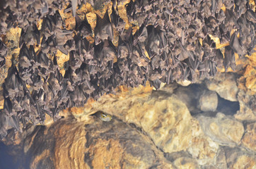 bats in the hindu temple cave, Bali, Indonesia