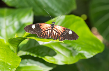 A captive Doris longwing (laparus doris) butterfly resting on a leaf.