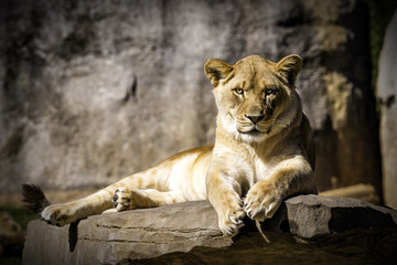 Obraz premium Lioness sitting on a rock