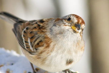 House Sparrow