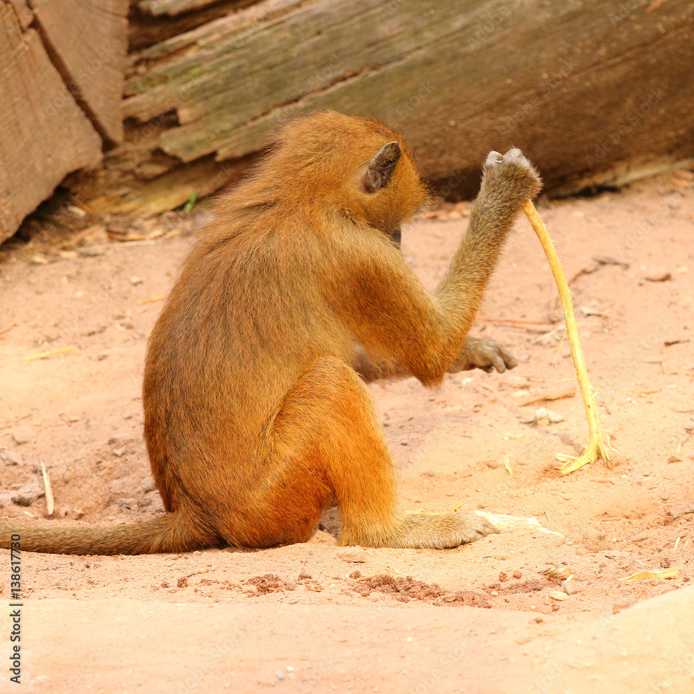 Fototapete the gelada baboon (theropithecus gelada). monkey working with primitive tool. behavior in wildlife. 