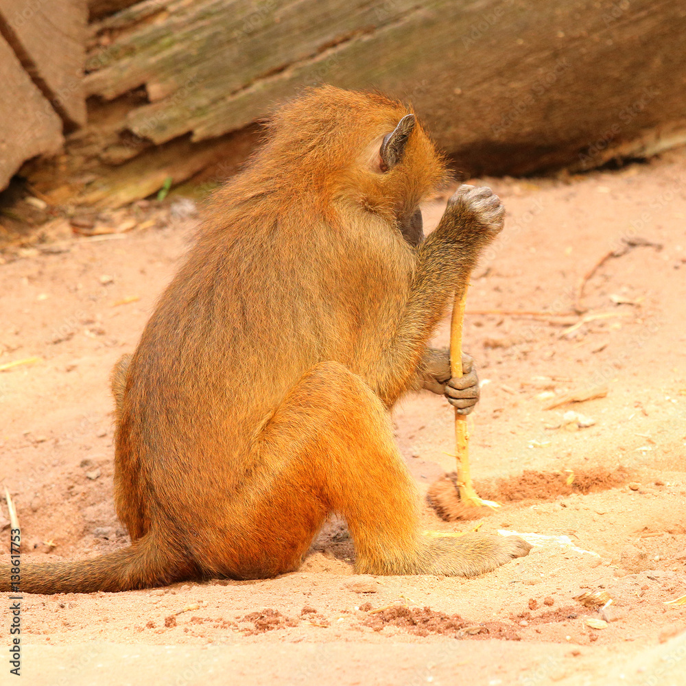 Leinwandbilder the gelada baboon (theropithecus gelada). monkey working with primitive tool. behavior in wildlife. 