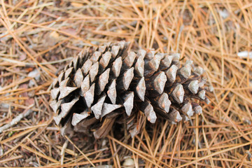 Fir  Cone in the Grass Detail