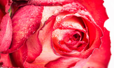 pink roses with water drops on a white background