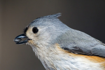 Titmouse Closeup