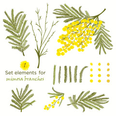 Set of hand-drawn elements for branches of mimosa - obrazy, fototapety, plakaty