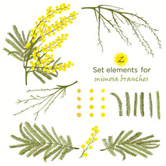Set of hand-drawn elements for branches of mimosa