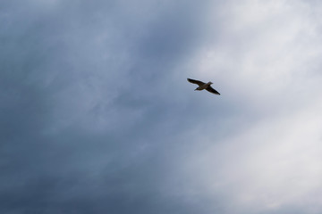 Fototapeta na wymiar Seagull flying against blue dramatic cloudy sky