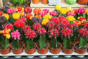 succulent  cactus in pot