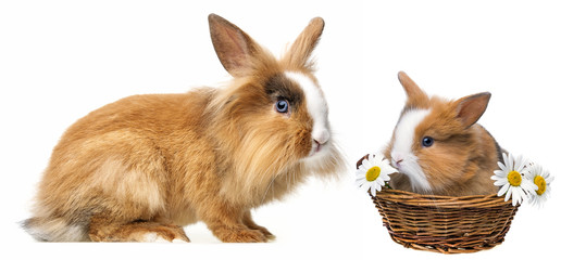 little brown pet rabbits - white background