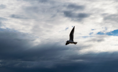 Seagull flying against blue dramatic cloudy sky