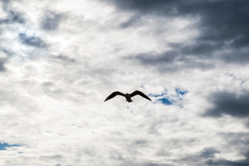 Seagull flying against blue dramatic cloudy sky