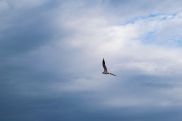 Seagull flying against blue dramatic cloudy sky