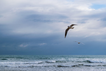 Fototapeta na wymiar Seagull flying against blue dramatic cloudy sky, over the sea 