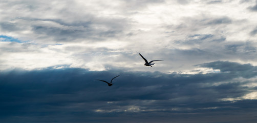 Two seagulls flying against dramatic cloudy stormy sky