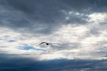 Seagull flying against blue dramatic cloudy sky