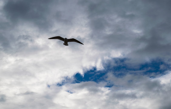 Seagull flying against blue dramatic cloudy sky