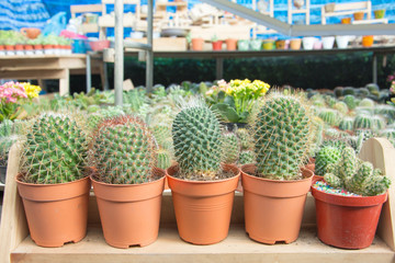 Fototapeta na wymiar succulent cactus in pot