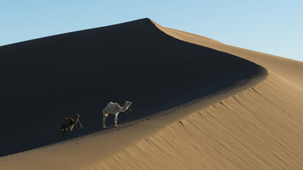 Sand dune and dromedars in the Sahara