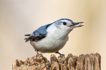 Obraz premium Nuthatch
