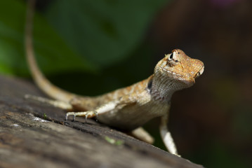 Lizard sitting on a tree stump.