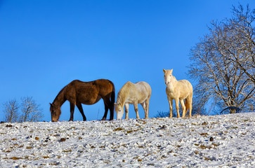 Chevaux dans un champs enneigé en Franche-Comté.