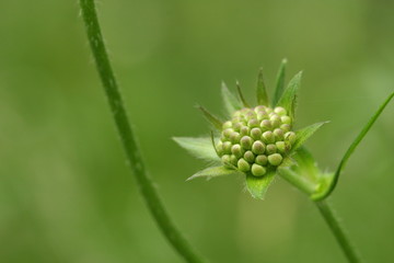 Fruit de mors du diable, Scabiosa pratensis © arenysam