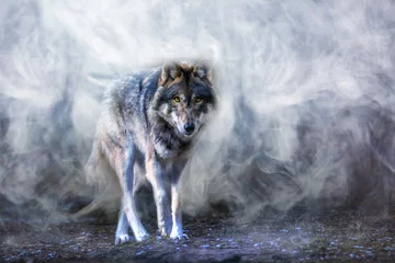 Crédence de cuisine en verre imprimé Loup un loup apparaît hors d& 39 un épais brouillard