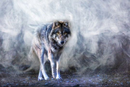 ein Wolf erscheint aus dichtem Nebel © Rainer Fuhrmann