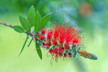 Calistemon Citrinus.  Red Bottle Brush Flower. 