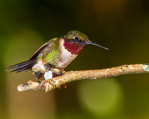 Male Rubythroat