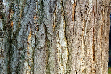 Moss on tree trunk