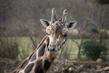 Giraffe