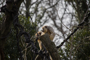 Affen im Baum